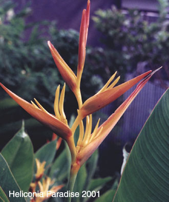 Image Of Heliconia Cv Golden Torch Sunshine Heliconia Paradise